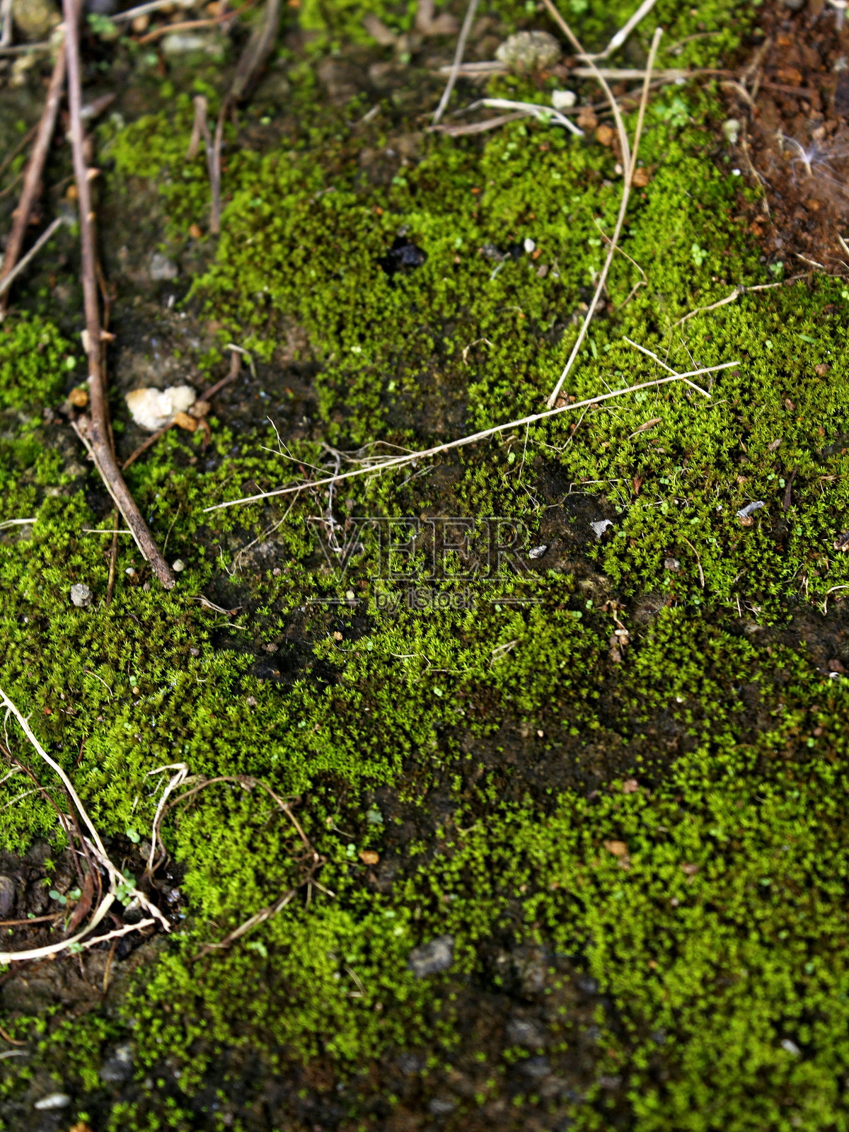 苔藓照片摄影图片