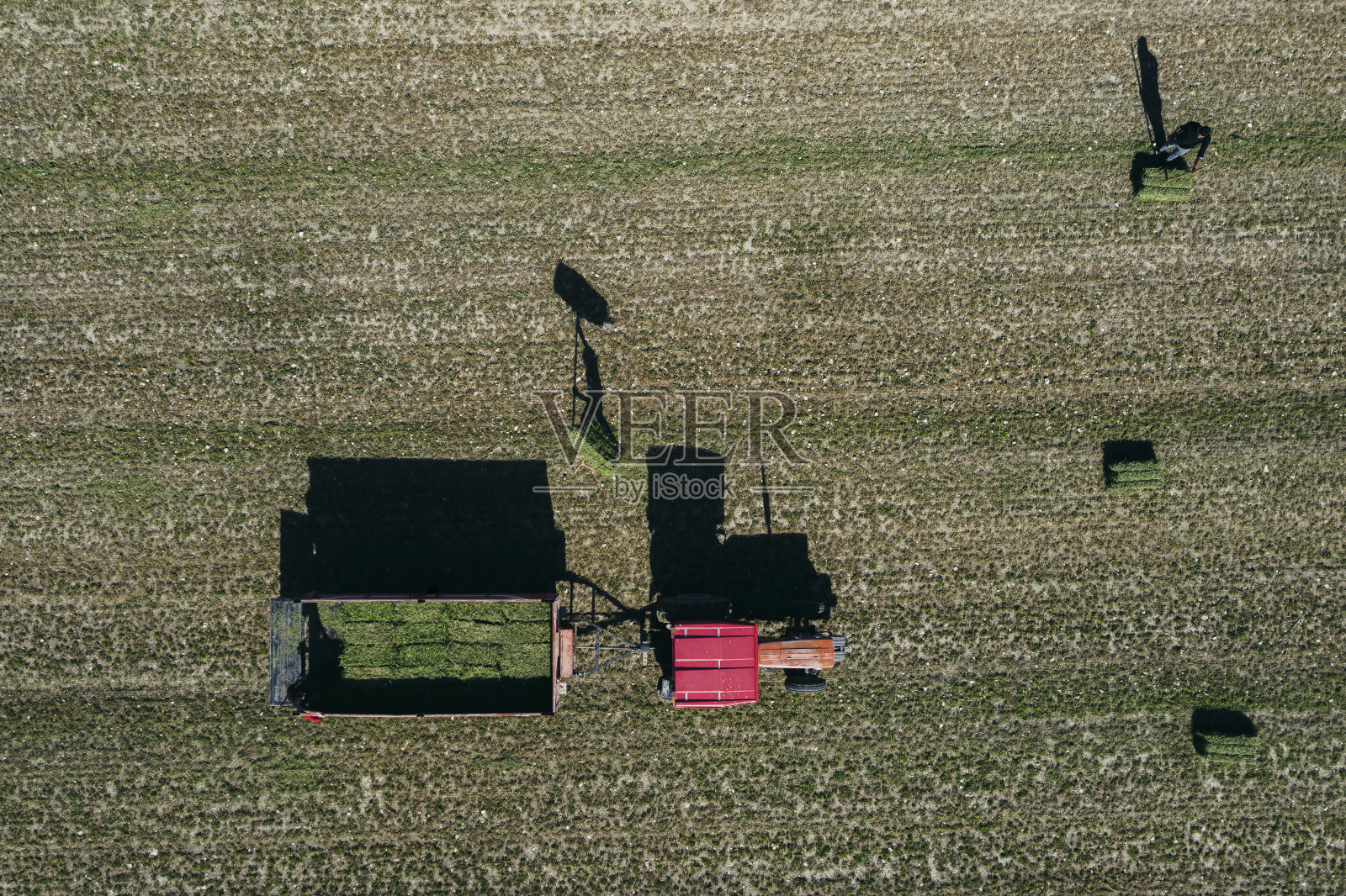 玉米收获，人们用拖拉机和农业机械工作，青贮饲料储存在筒仓中，以满足牛、绵羊和山羊等反刍哺乳动物的饲料需求，灌溉和现代农业照片摄影图片