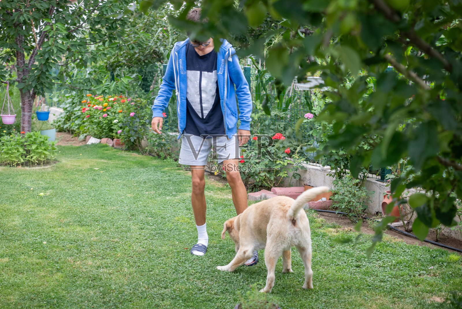 一个十几岁的男孩在后院和他的狗玩耍照片摄影图片