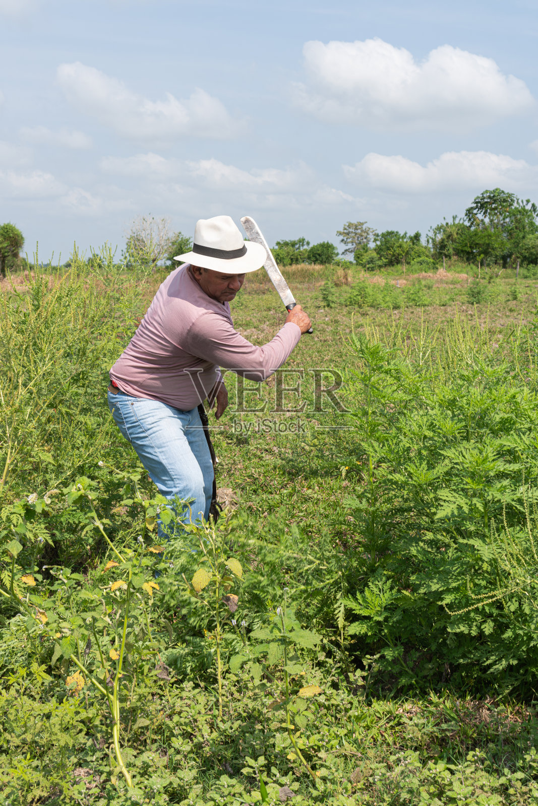 农民用砍刀除草照片摄影图片
