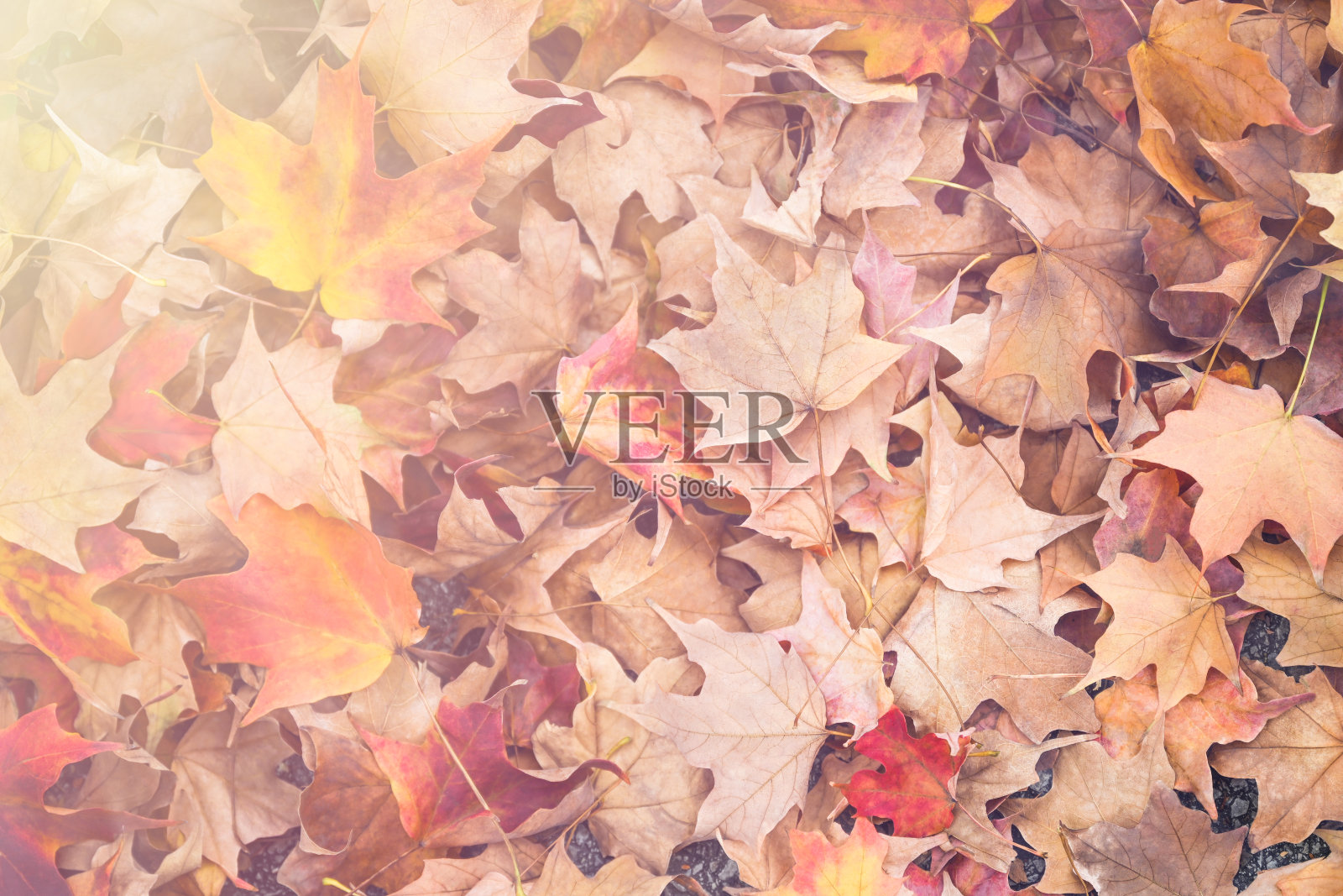 秋天的落叶照片摄影图片