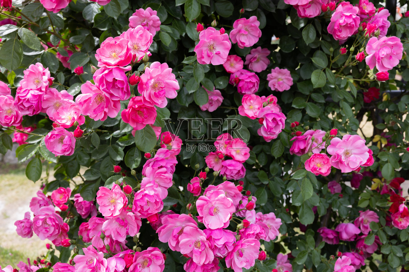 美丽的粉红色杯状玫瑰盛开在长野的花园里。照片摄影图片