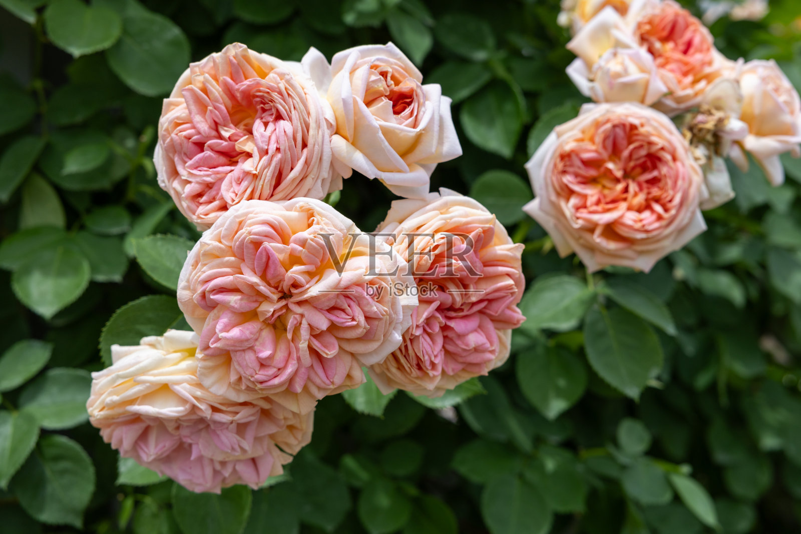 在长野的一个花园里盛开着美丽的玫瑰花。照片摄影图片