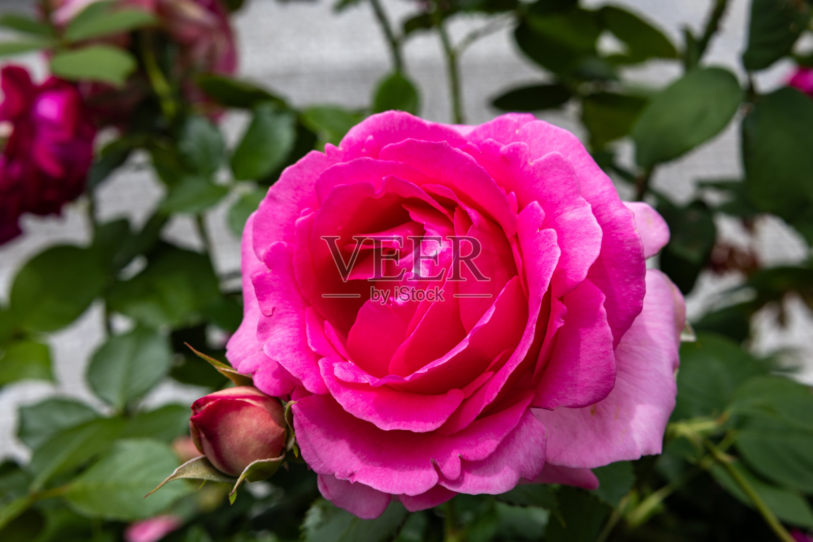 长野花园中盛开的美丽粉红玫瑰的特写。照片摄影图片