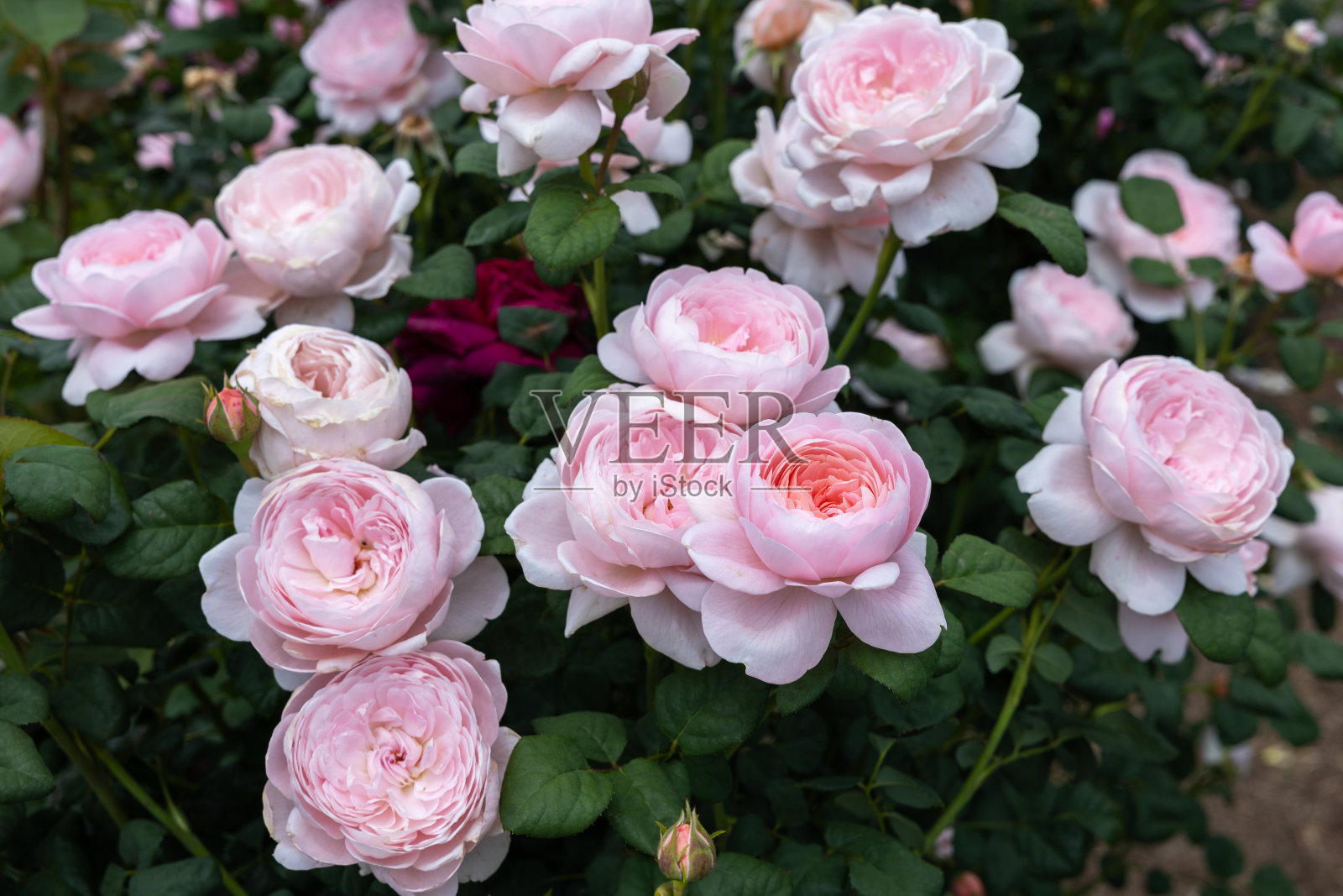 美丽的粉红色杯状玫瑰盛开在长野的花园里。照片摄影图片