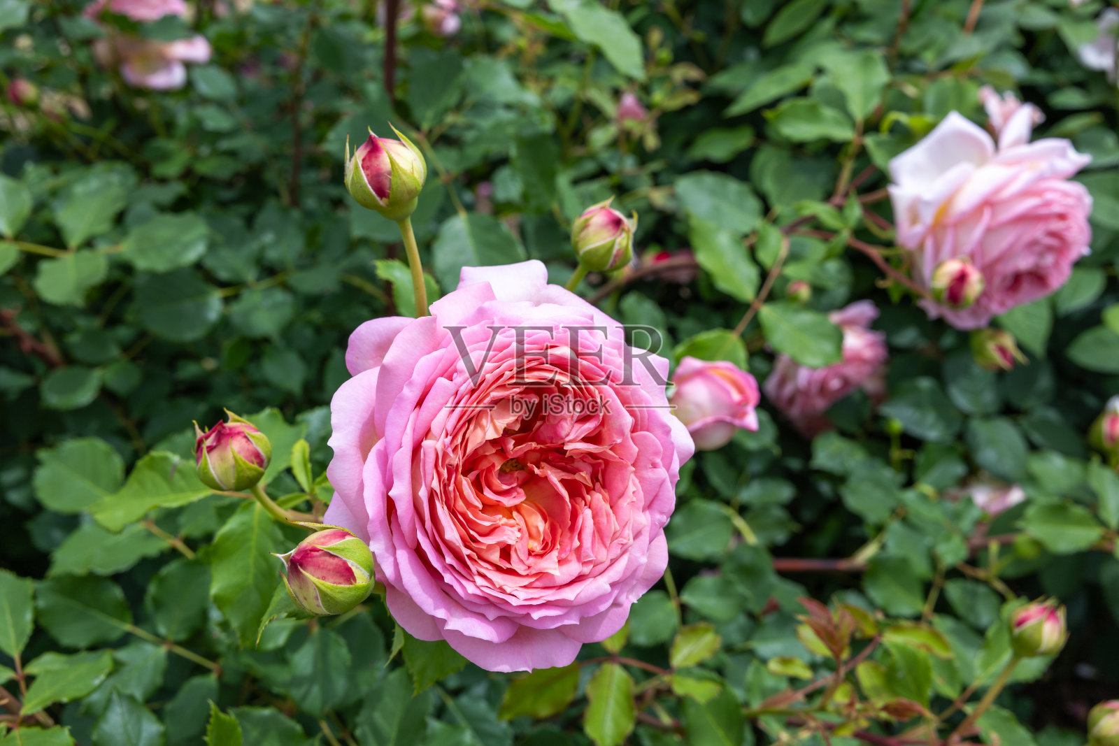 美丽的粉红玫瑰盛开在长野的花园里。照片摄影图片