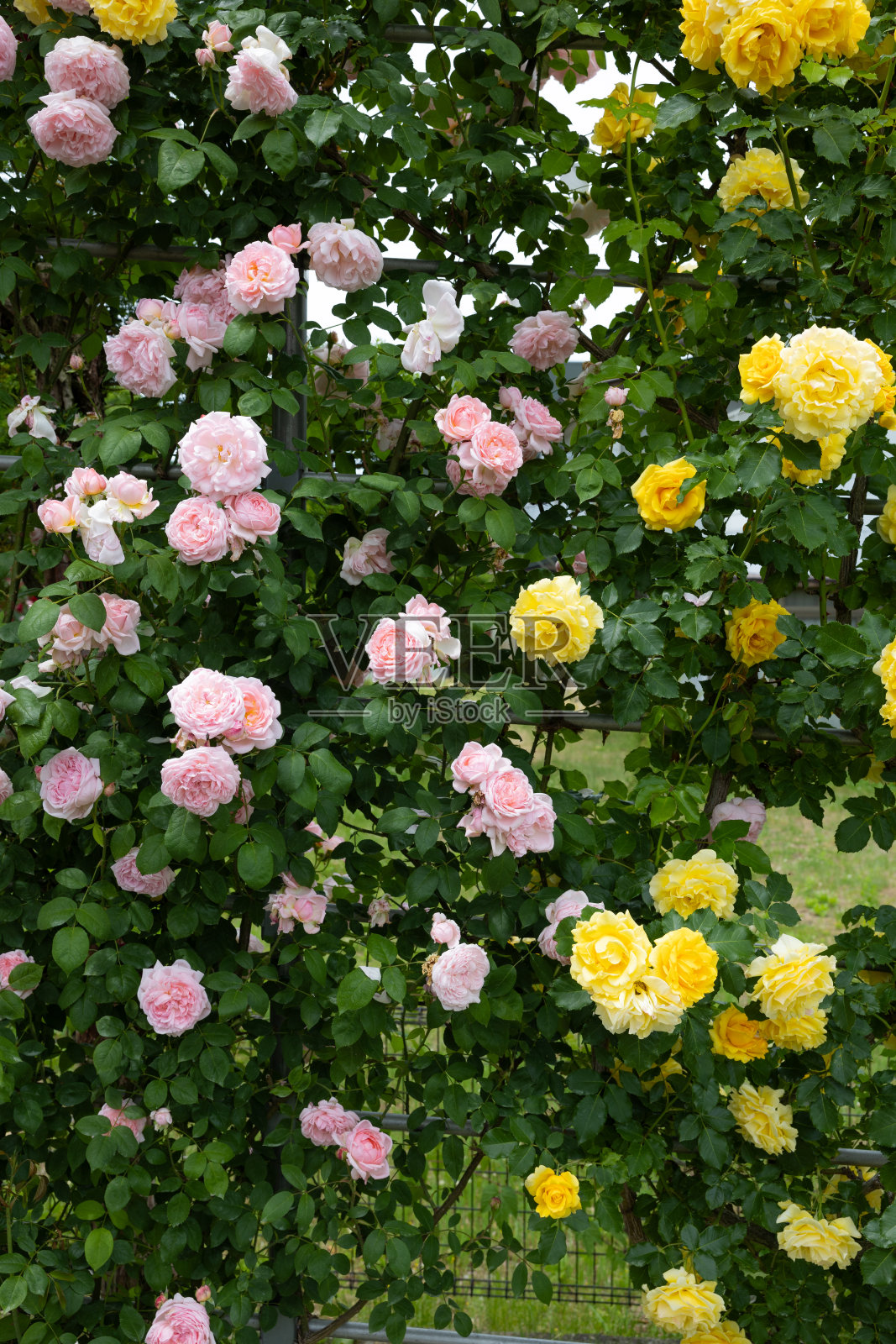美丽的粉色和黄色玫瑰盛开在长野的花园里。照片摄影图片
