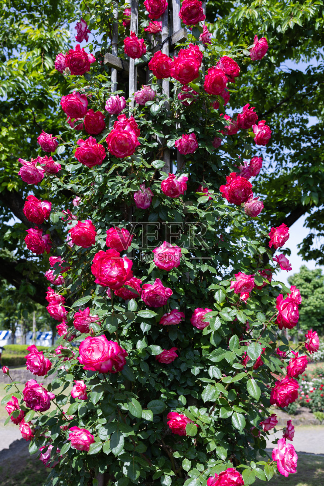 美丽的红玫瑰盛开在长野的花园里。照片摄影图片