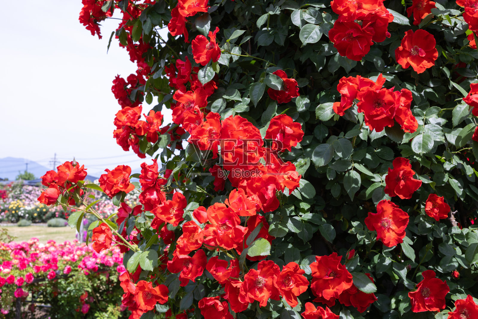 美丽的红玫瑰盛开在长野的花园里。照片摄影图片