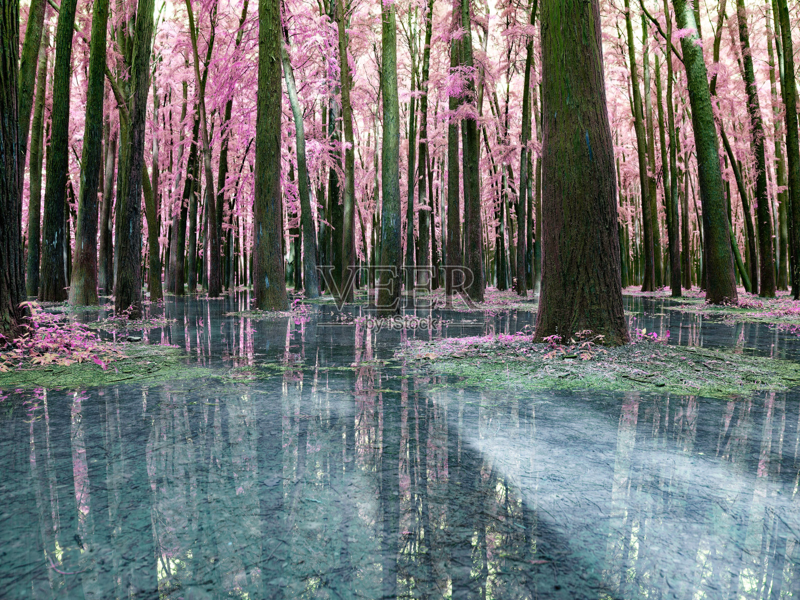 超现实主义的森林奇幻景观，湿地公园中的超现实森林，红叶和树木在纯净的蓝色水中的倒影。照片摄影图片