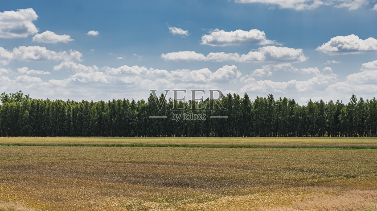 阴天蓝天，森林前长满植物的田野照片摄影图片