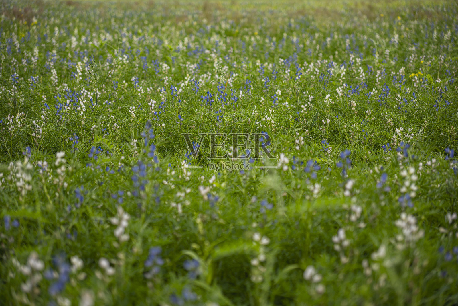 初夏在田间生长的多年生植物照片摄影图片