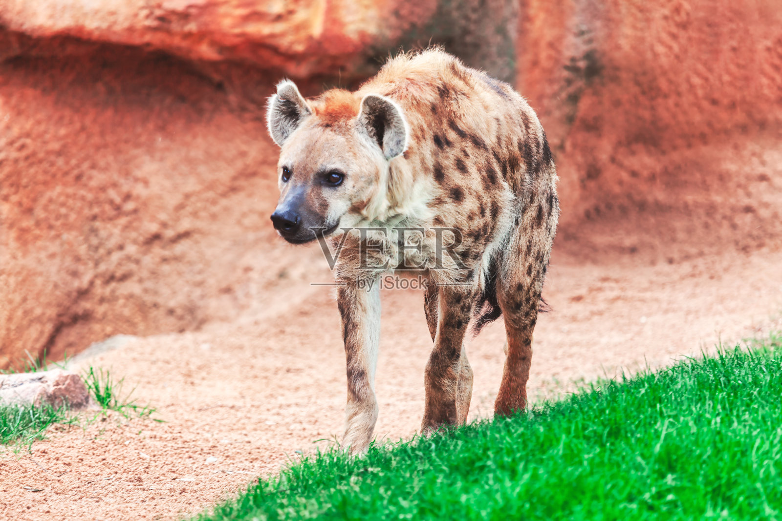 一只鬣狗走在动物园的土路上照片摄影图片