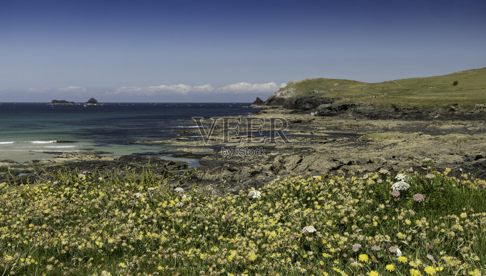 北德文郡特里沃斯岬的海岸全景图，前景是一片野花的海洋。照片摄影图片