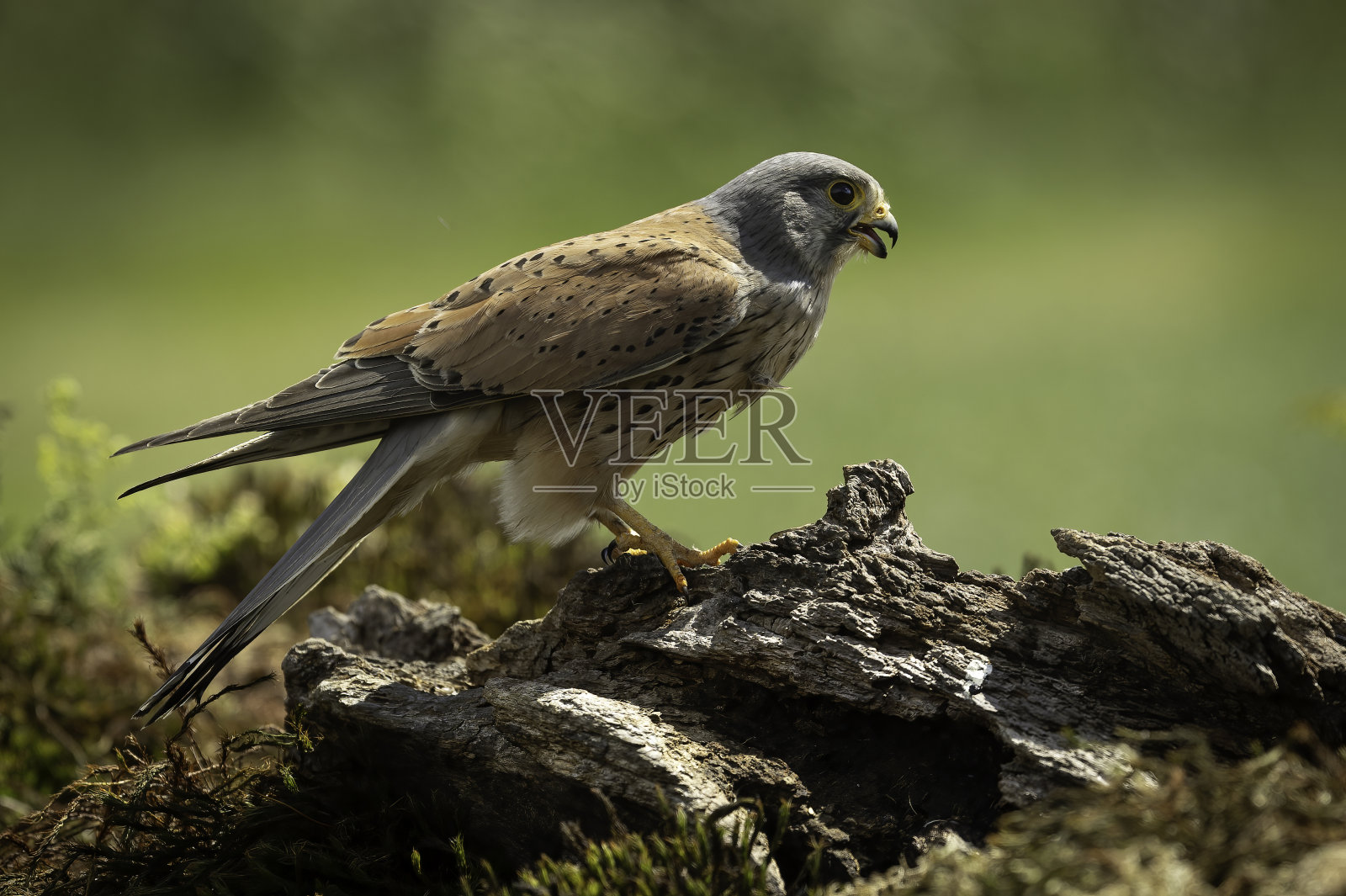 一只雄性成年红隼(Falco tinunculus)栖息在一个老树桩上。照片摄影图片