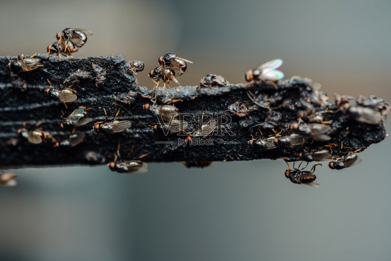 黑果蝇栖息在绳子上。照片摄影图片