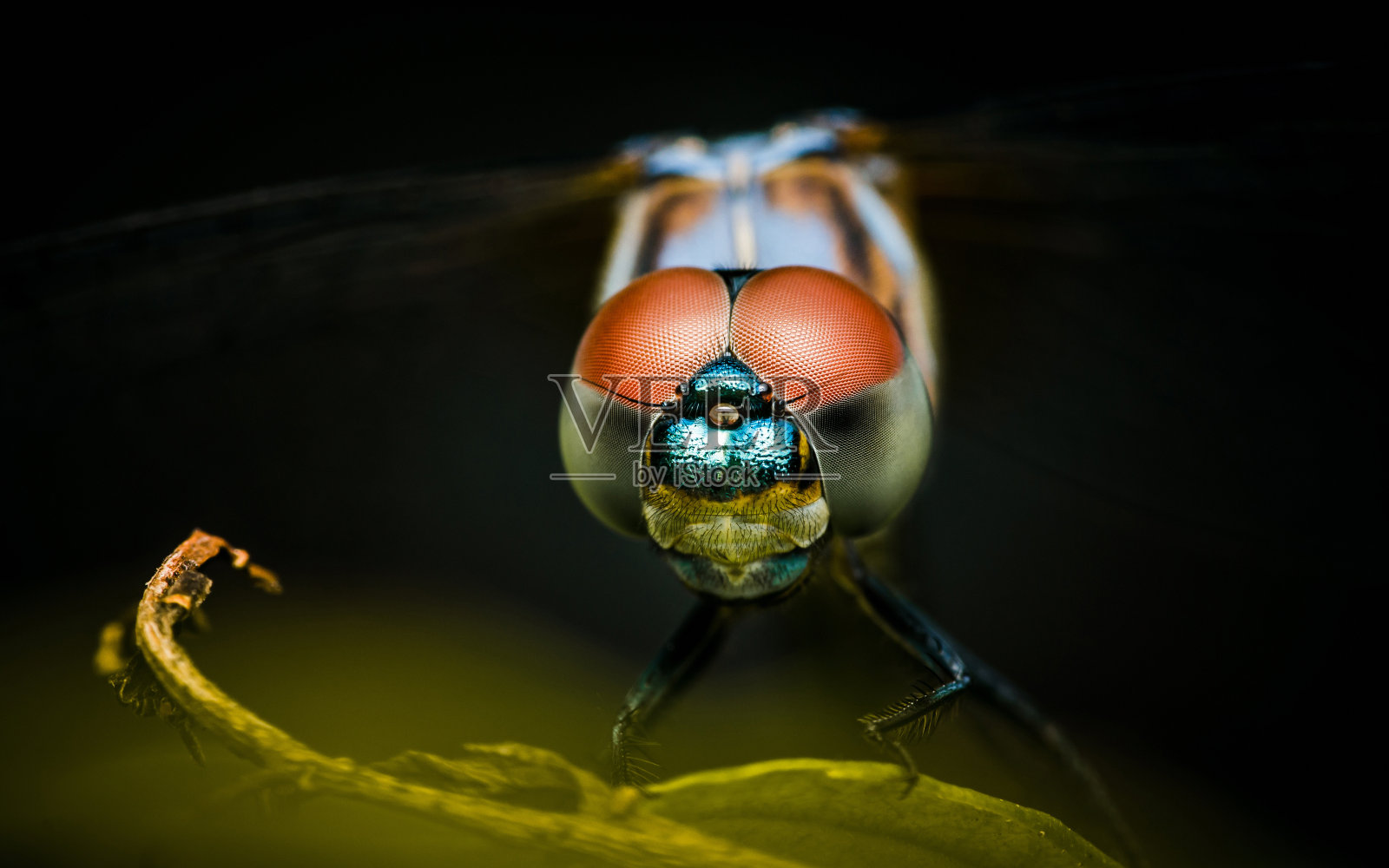 蜻蜓栖息在绿叶上。照片摄影图片