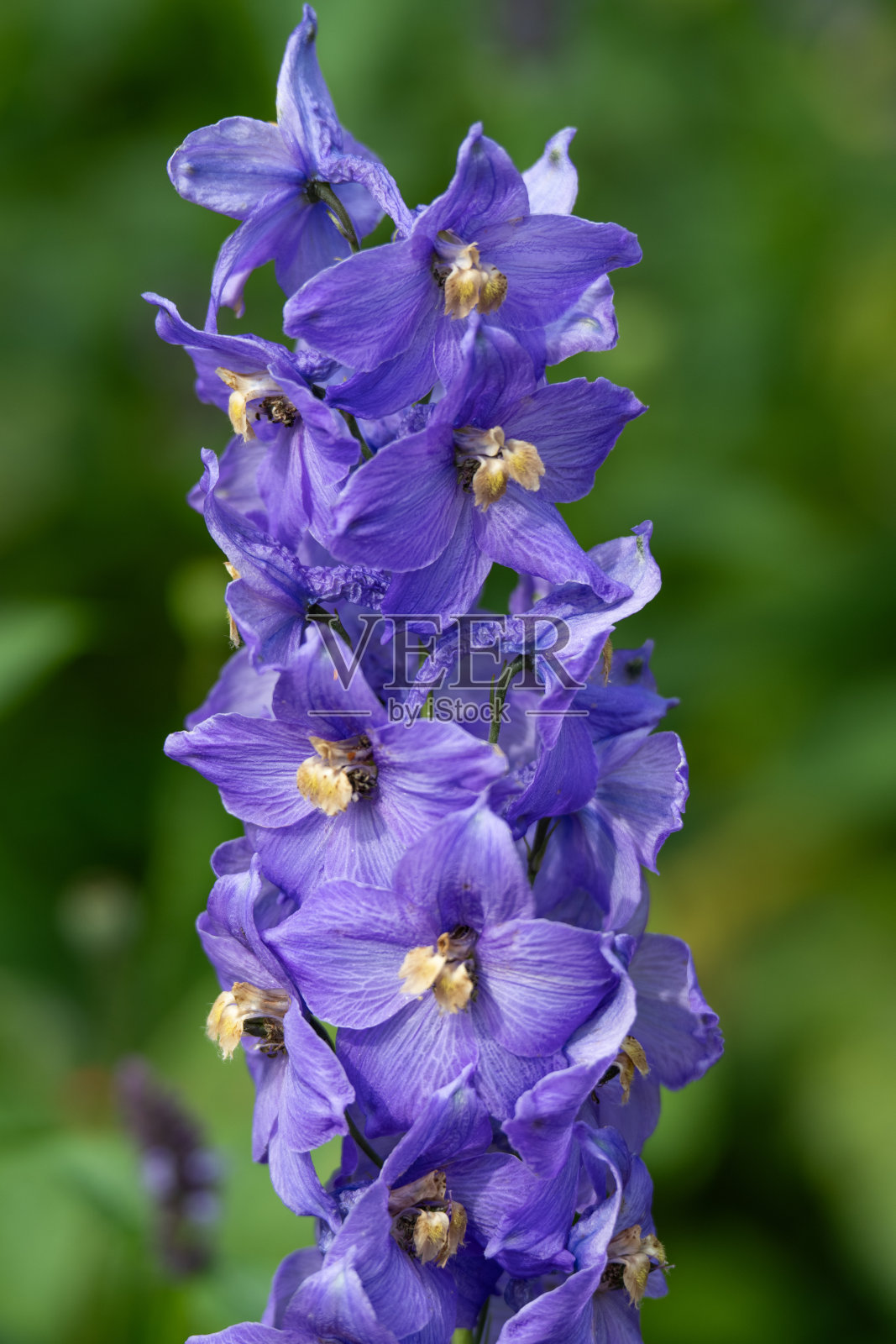 飞燕草，守护薰衣草，或蜡烛云雀照片摄影图片