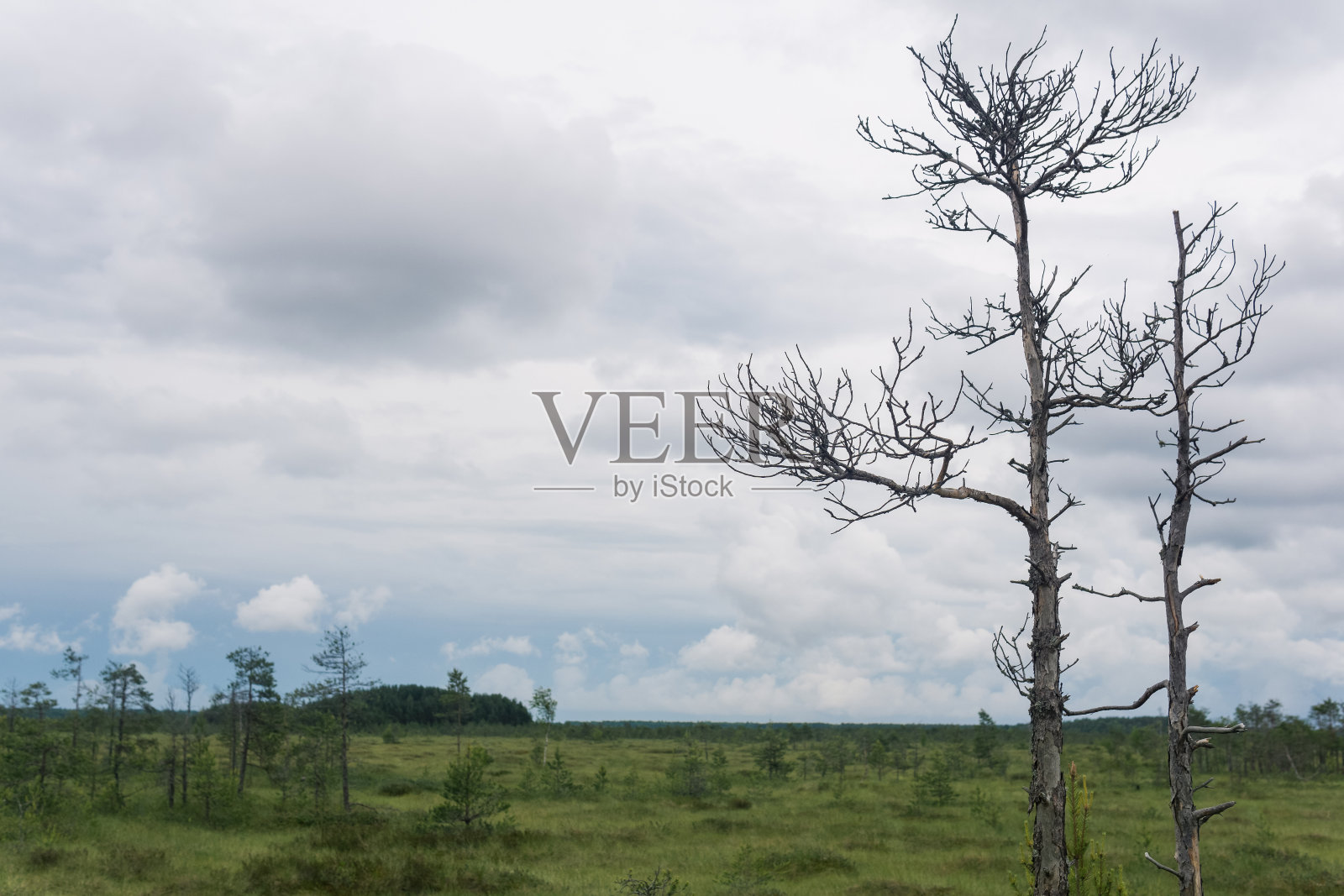 在阴天的野生草原景观，自然沼泽背景与干燥的树木在前景照片摄影图片