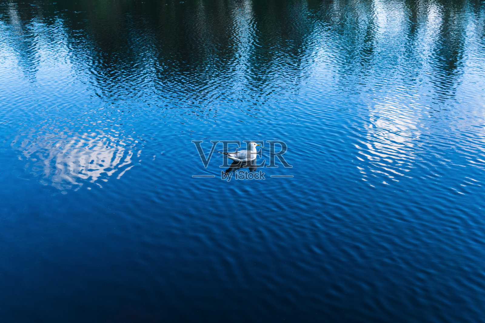 海鸥在水面上照片摄影图片