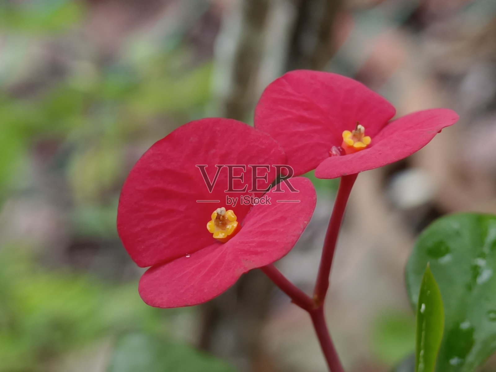 精选焦点红花，称为荆棘之冠花园照片摄影图片