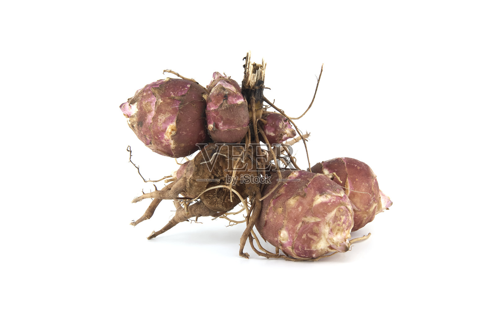 菊芋(菊芋)块茎在白色上分离照片摄影图片