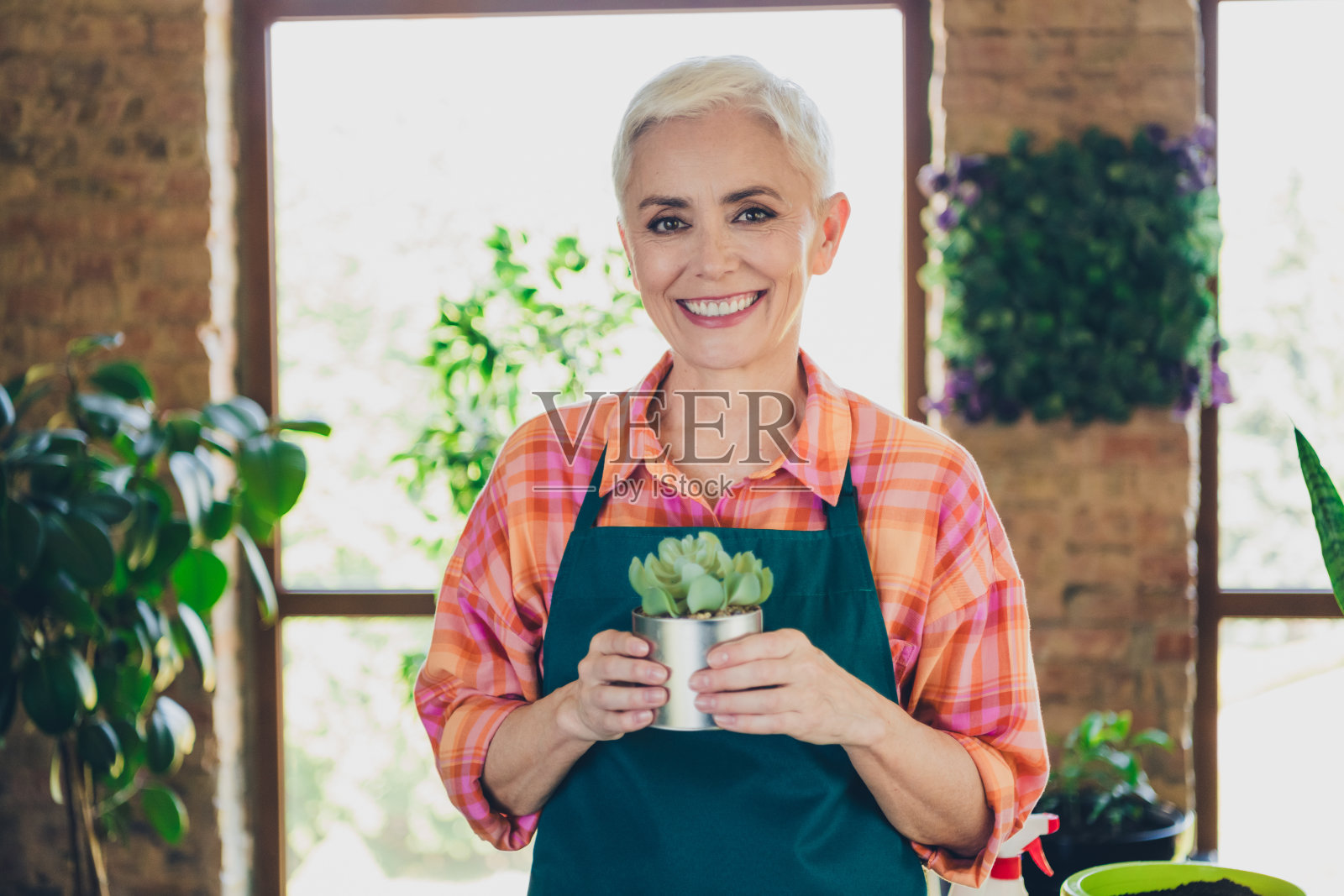 照片积极的好心情高级妇女穿着围裙护理鲜花拿着花盆在室内房屋车间照片摄影图片