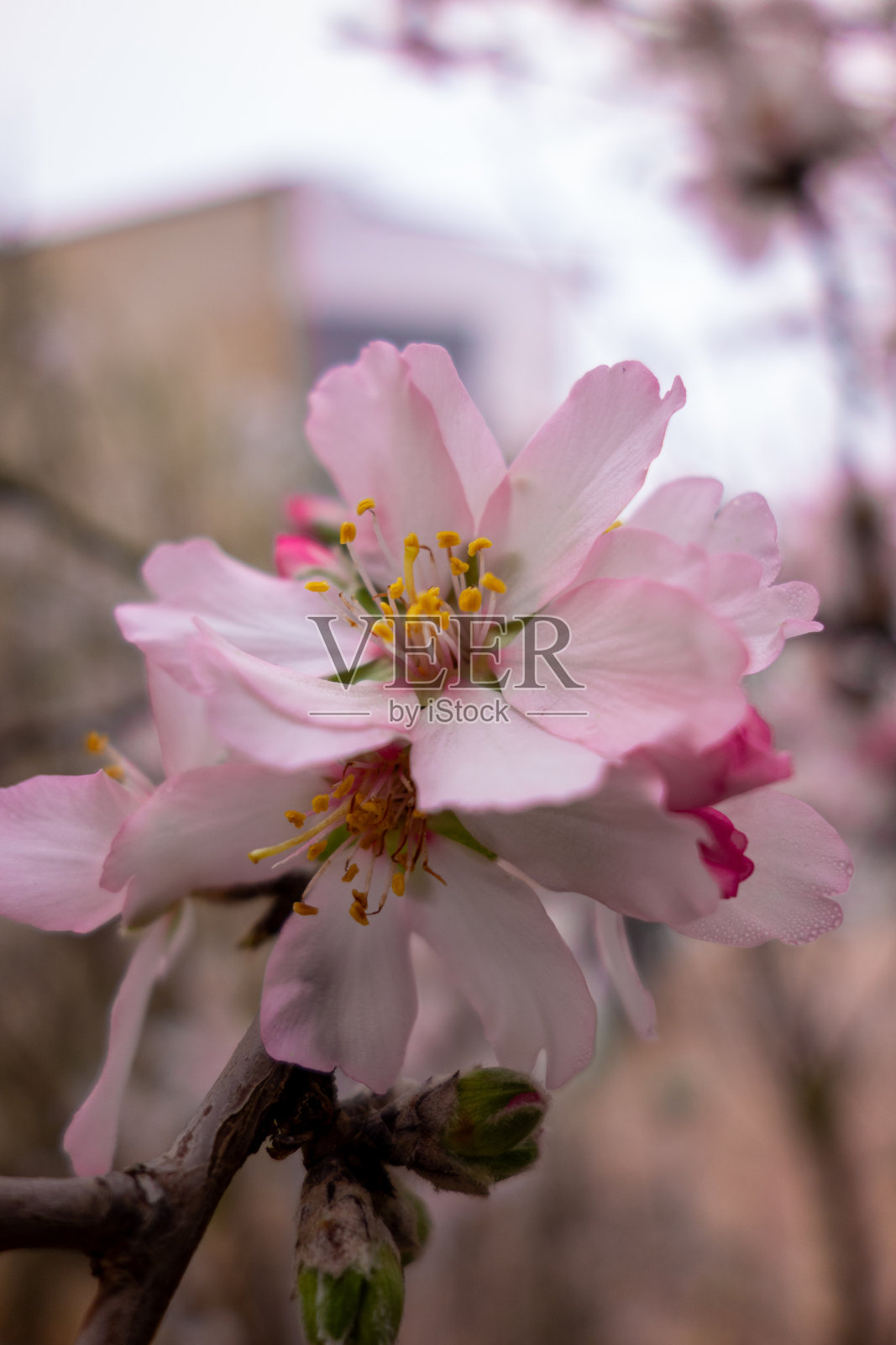 樱桃的玫瑰照片摄影图片