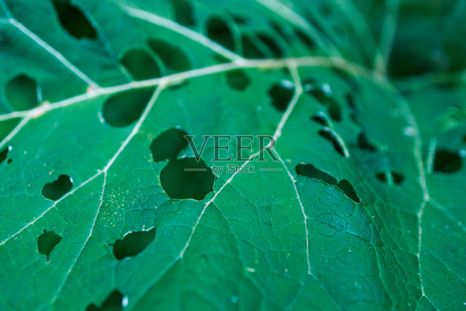 有洞的叶子照片摄影图片