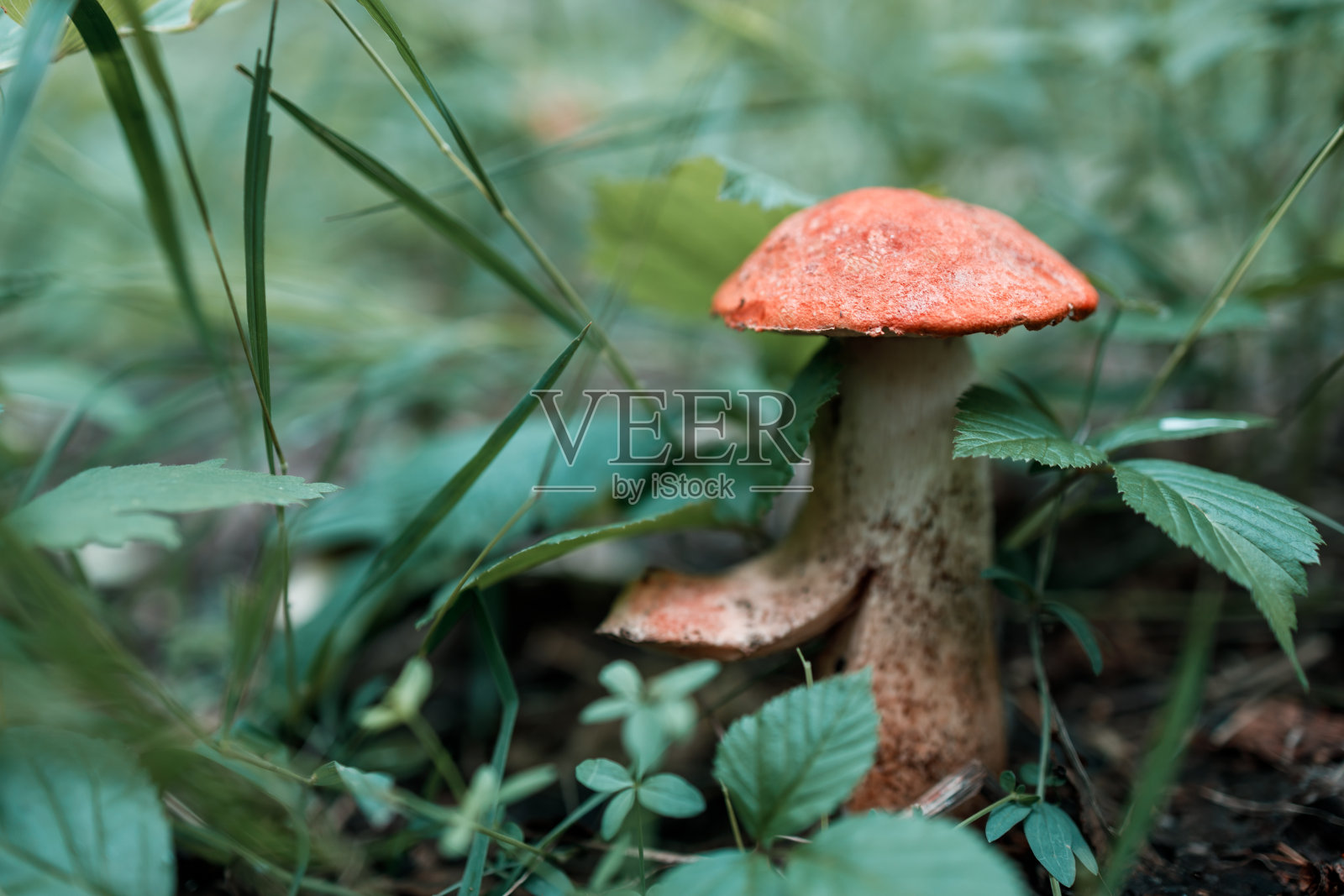 一只在森林自然栖息地的红头蘑菇照片摄影图片