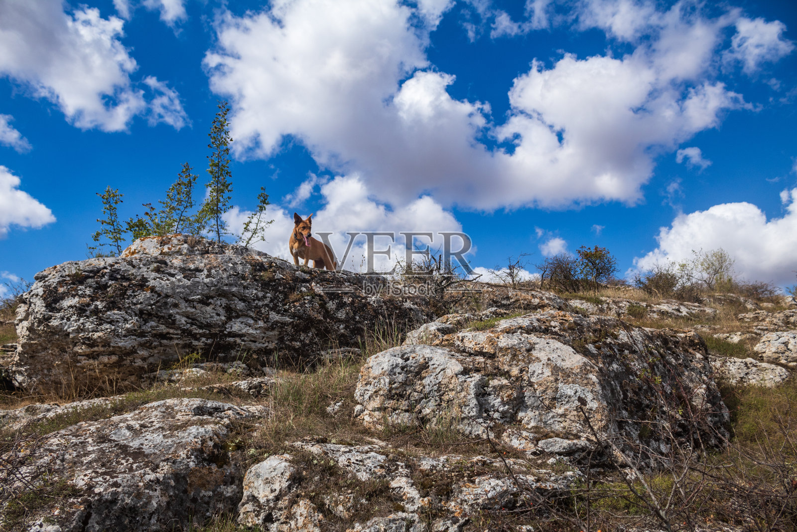 猫，狗，动物，宠物照片摄影图片