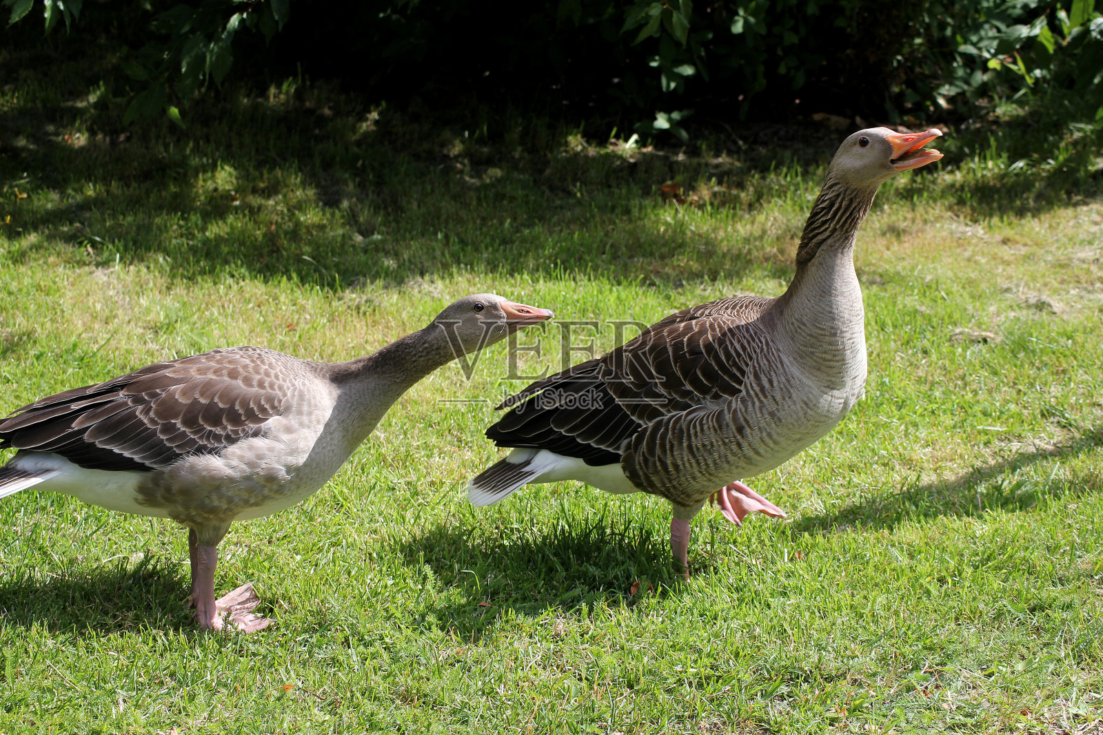 两只灰雁，一只发出嘶嘶声想吓唬大家照片摄影图片