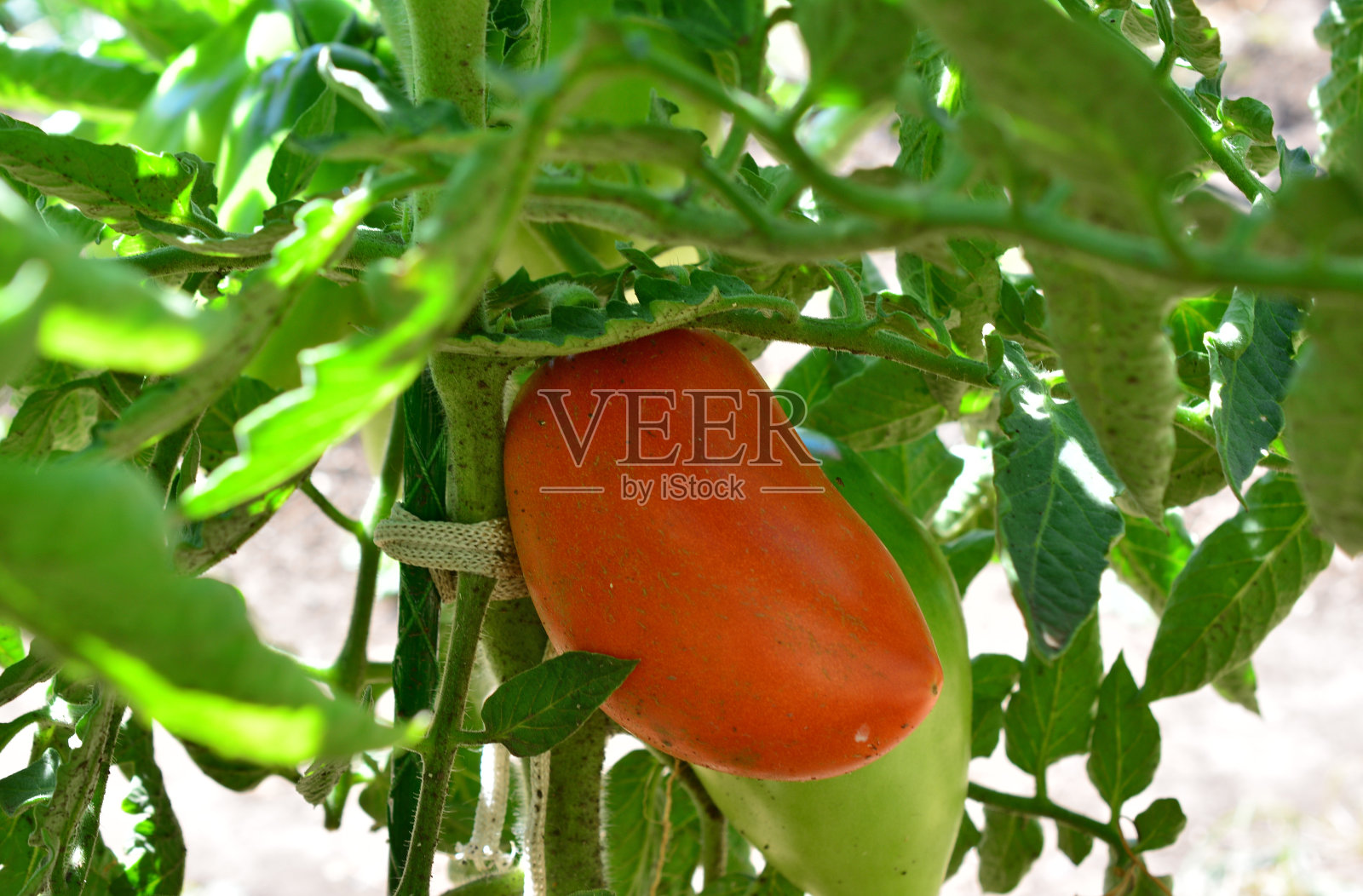 一株西红柿，上面有一棵红色的西红柿蔬菜照片摄影图片