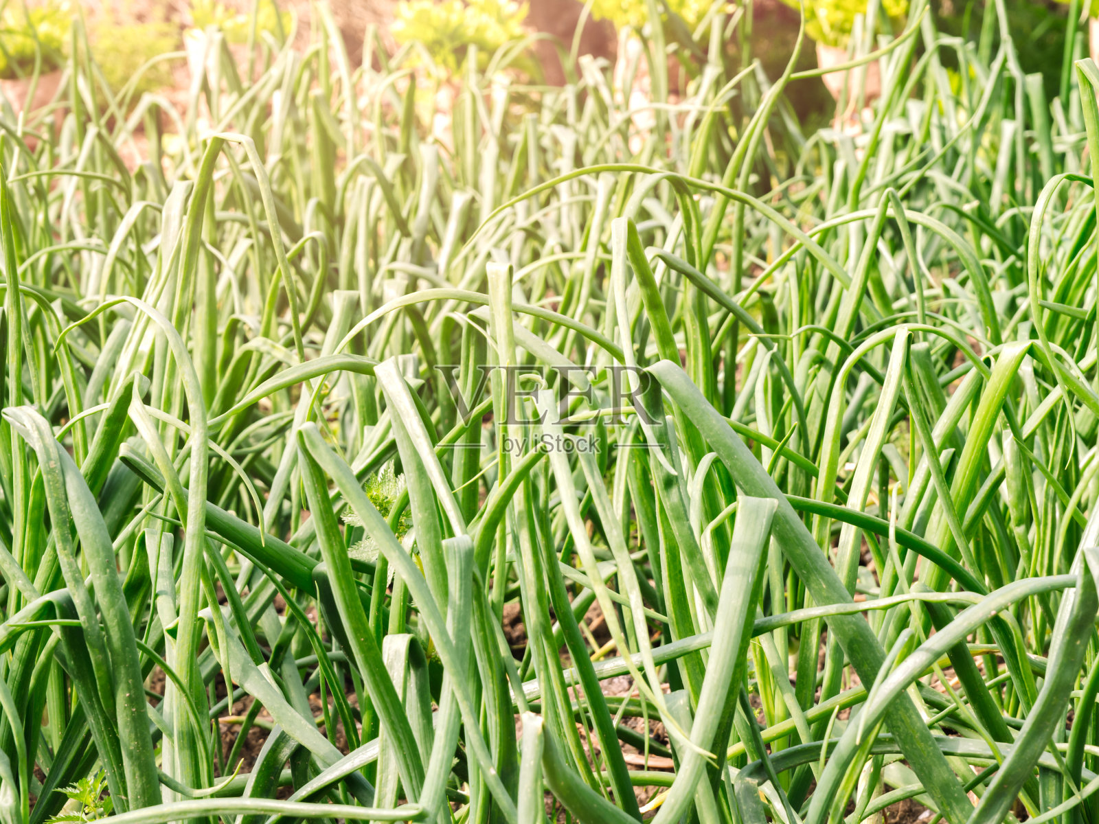 阳光下的新鲜洋葱作物照片摄影图片