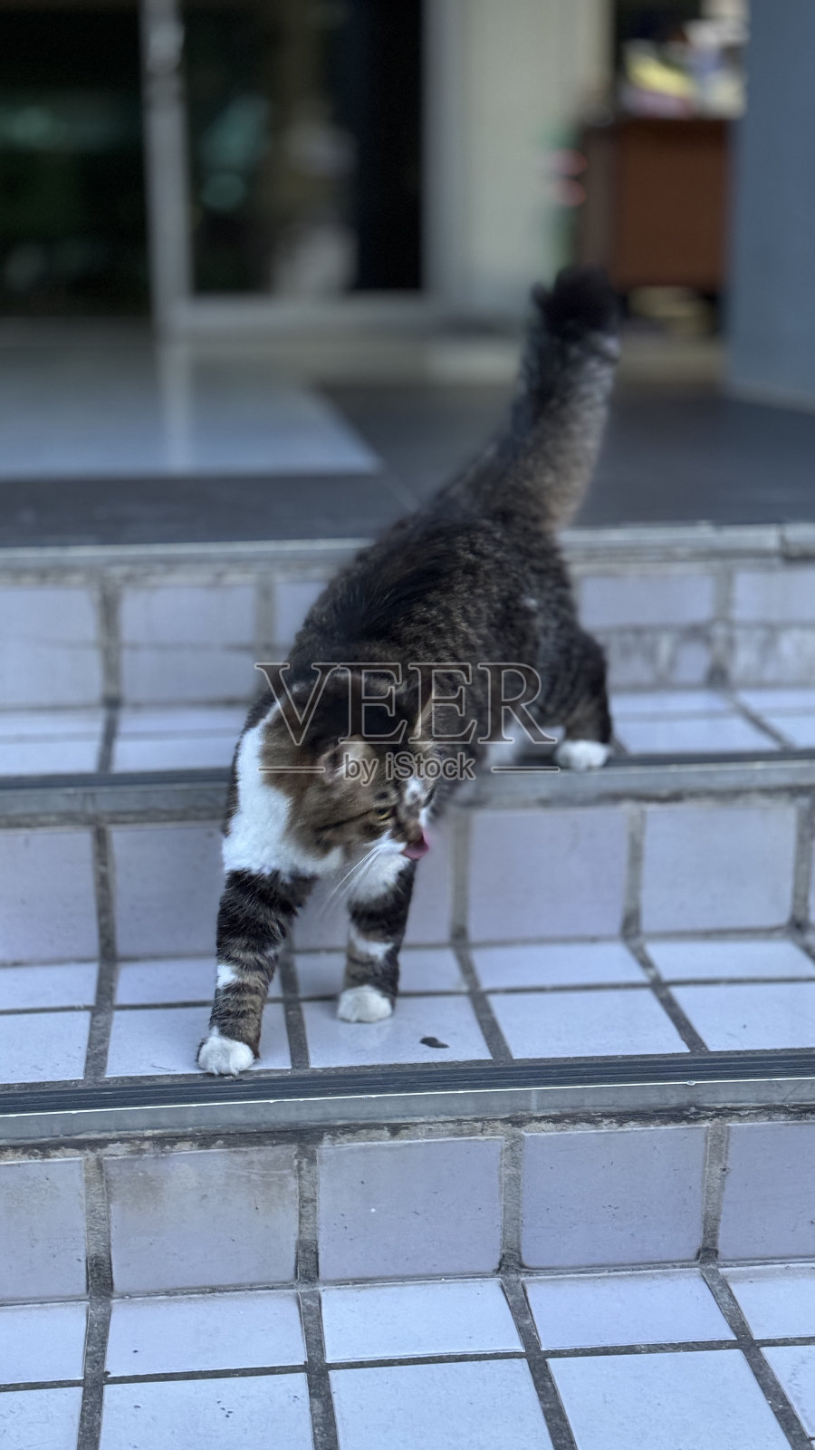 完全像猫一样走下楼梯照片摄影图片