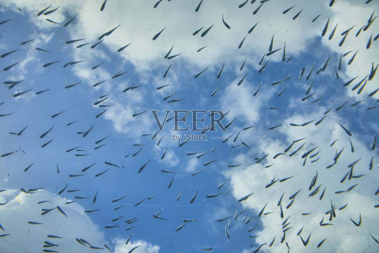 宁静的水下场景与鱼和斑驳的阳光，巴哈马照片摄影图片