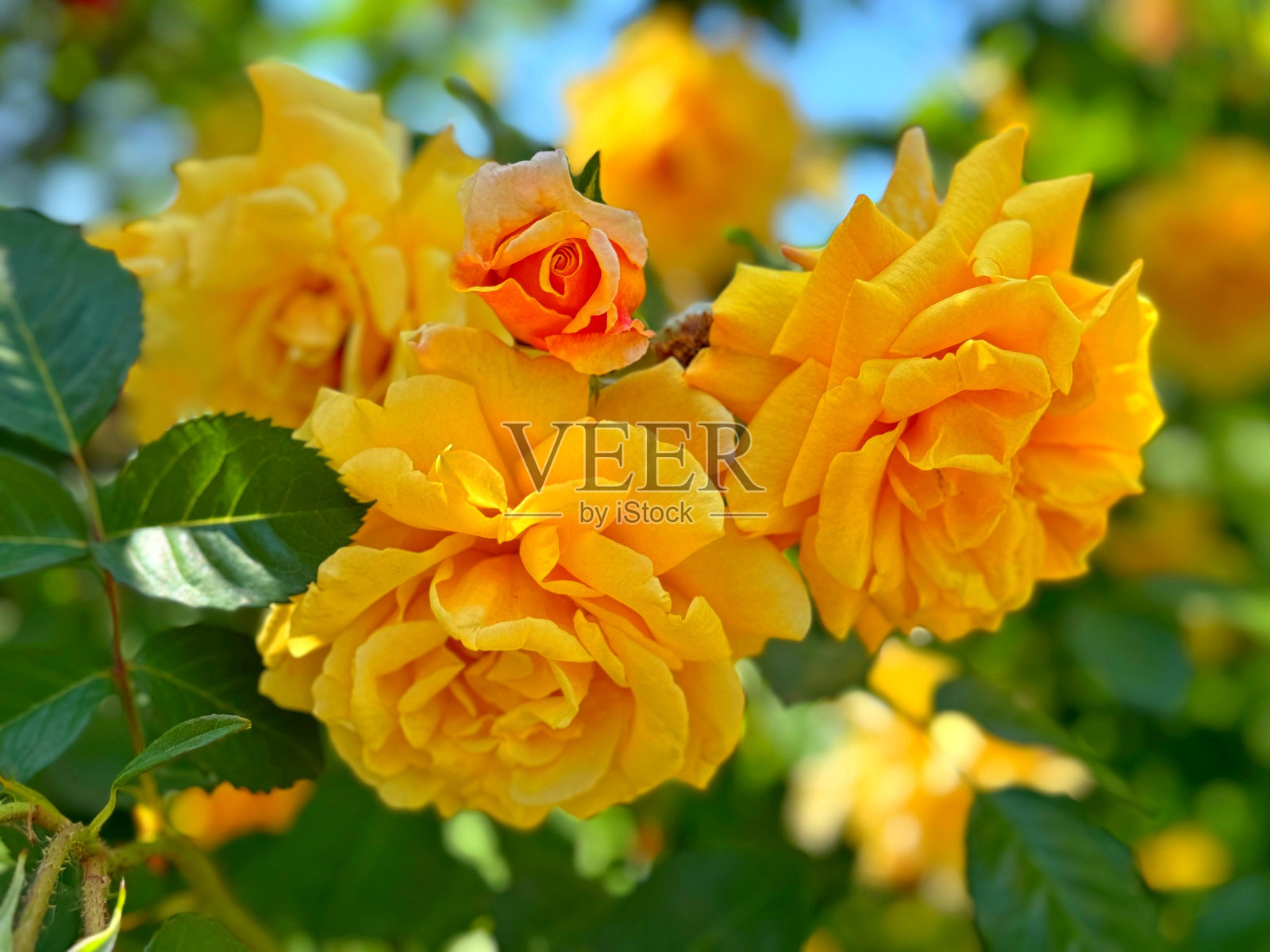 花园里的黄玫瑰照片摄影图片