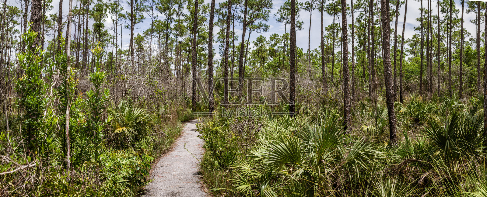 美国埃弗格莱斯国家公园里松树和针叶树林中的走道照片摄影图片