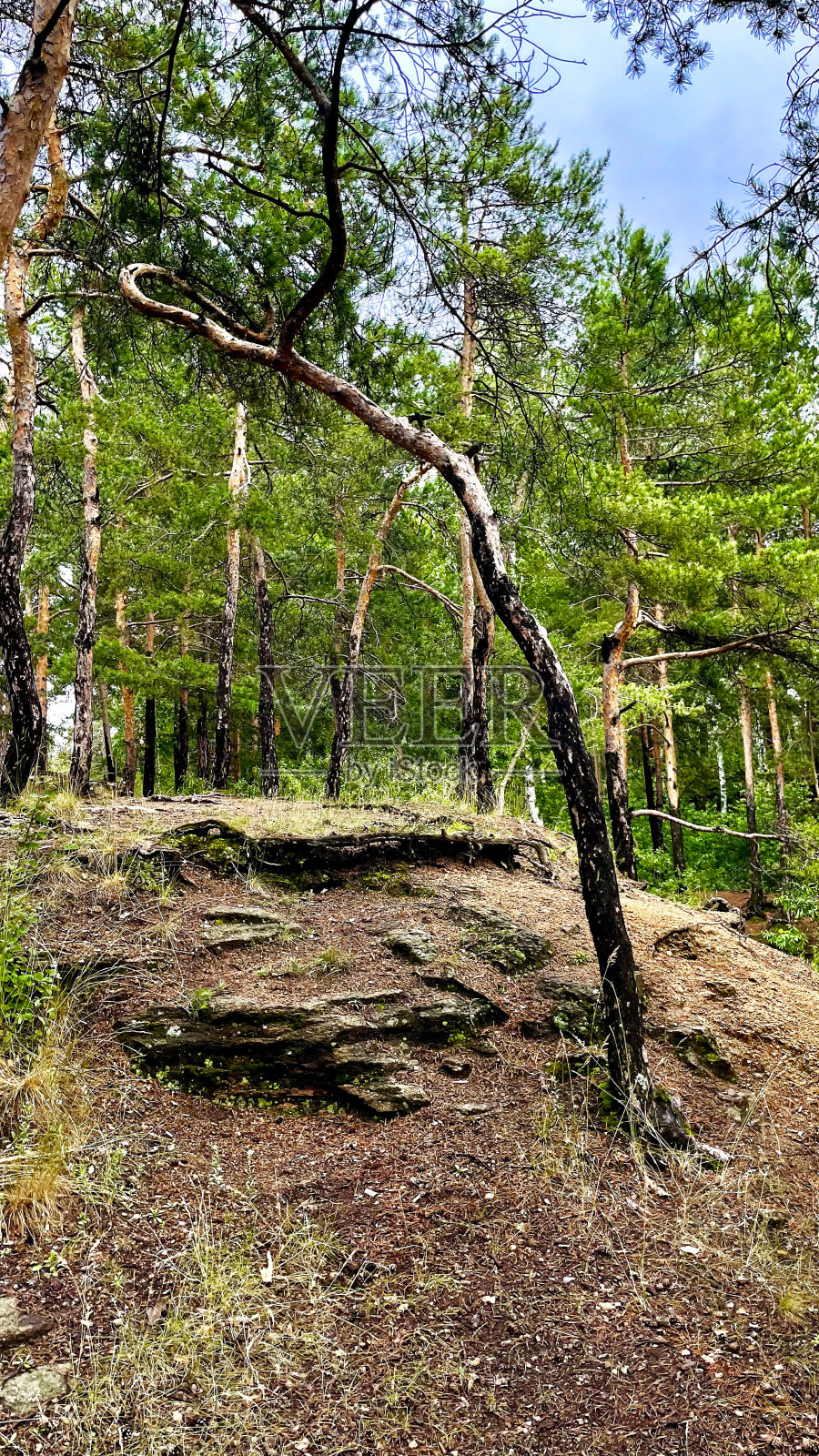 一棵松树，生长在深谷之上的岩石山坡上照片摄影图片