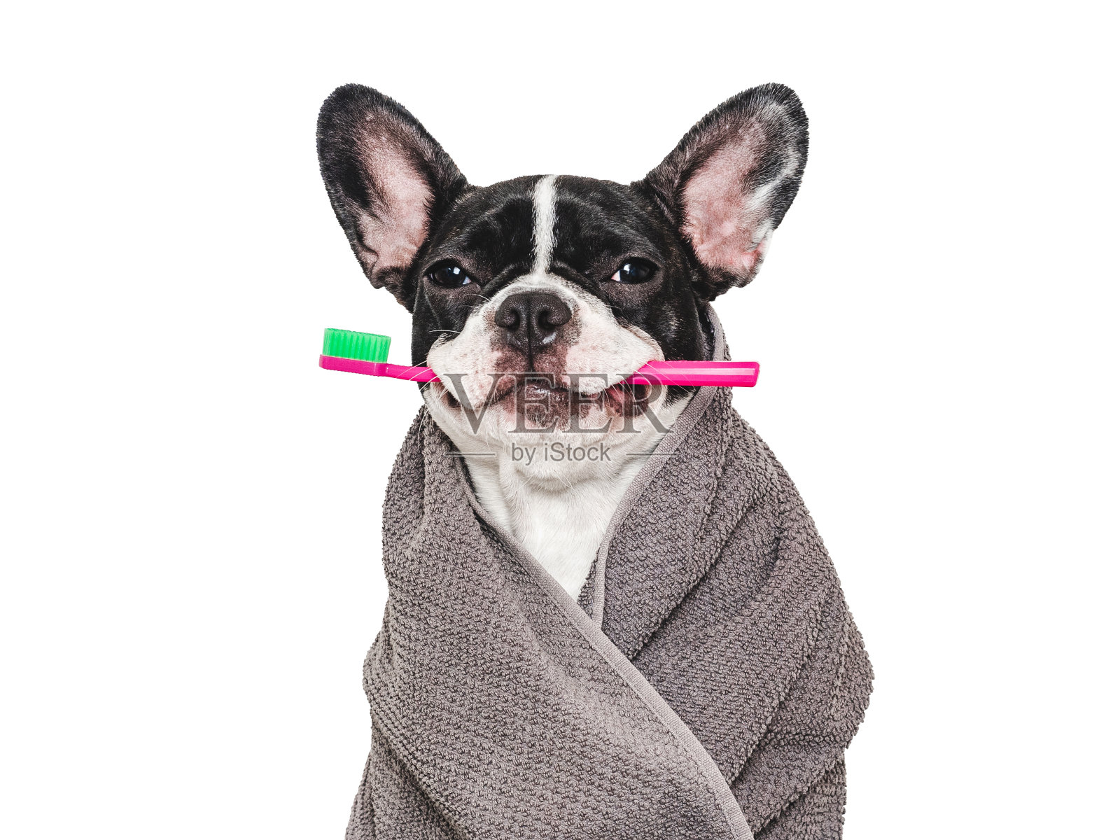 可爱的小狗，毛巾和牙刷。影棚拍摄照片摄影图片