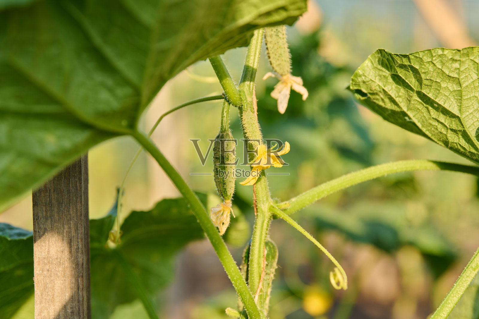 在阳光下的户外花园床上，植物上盛开的小黄瓜特写照片摄影图片