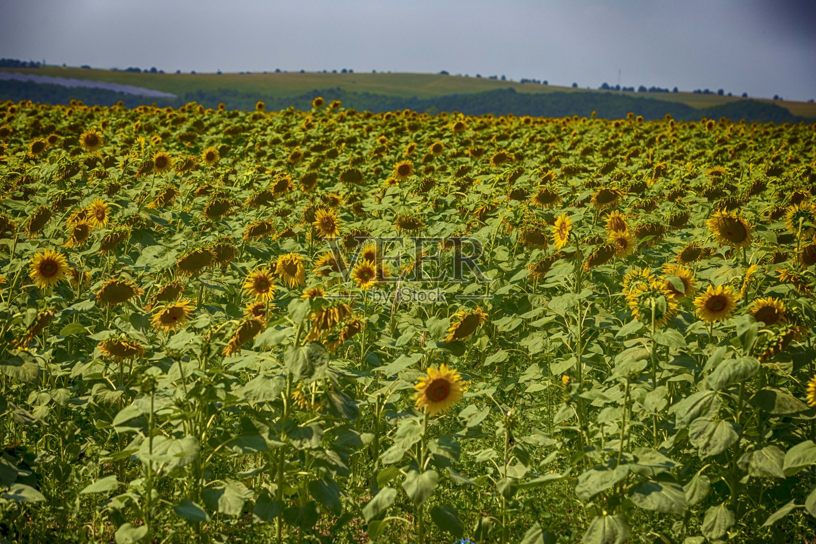 向日葵田照片摄影图片