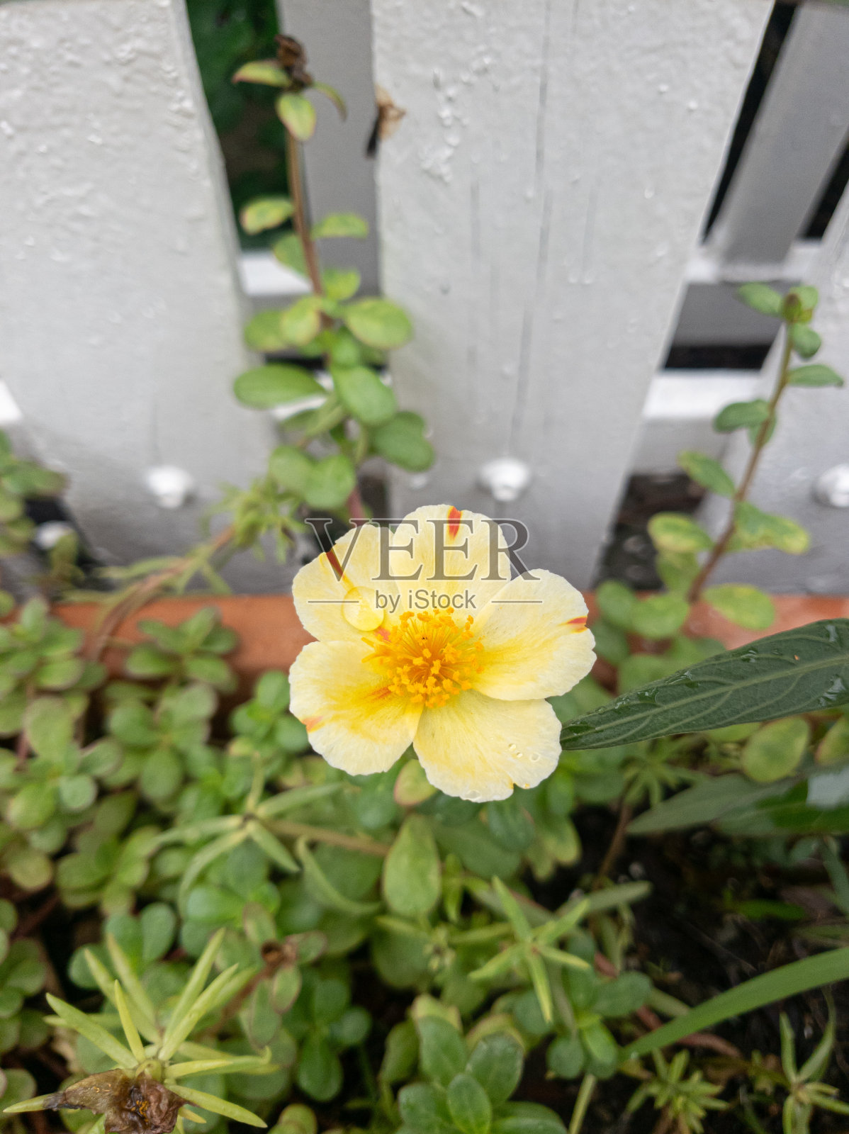 黄色的花在早晨盛开照片摄影图片