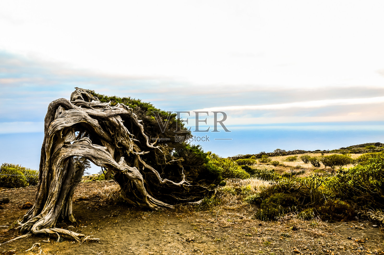 一棵树干扭曲的树矗立在田野里照片摄影图片