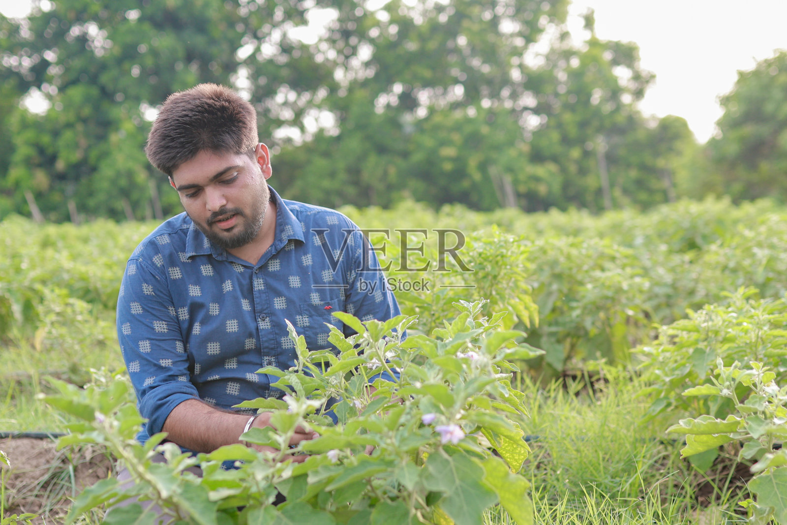 印度的茄子照片摄影图片