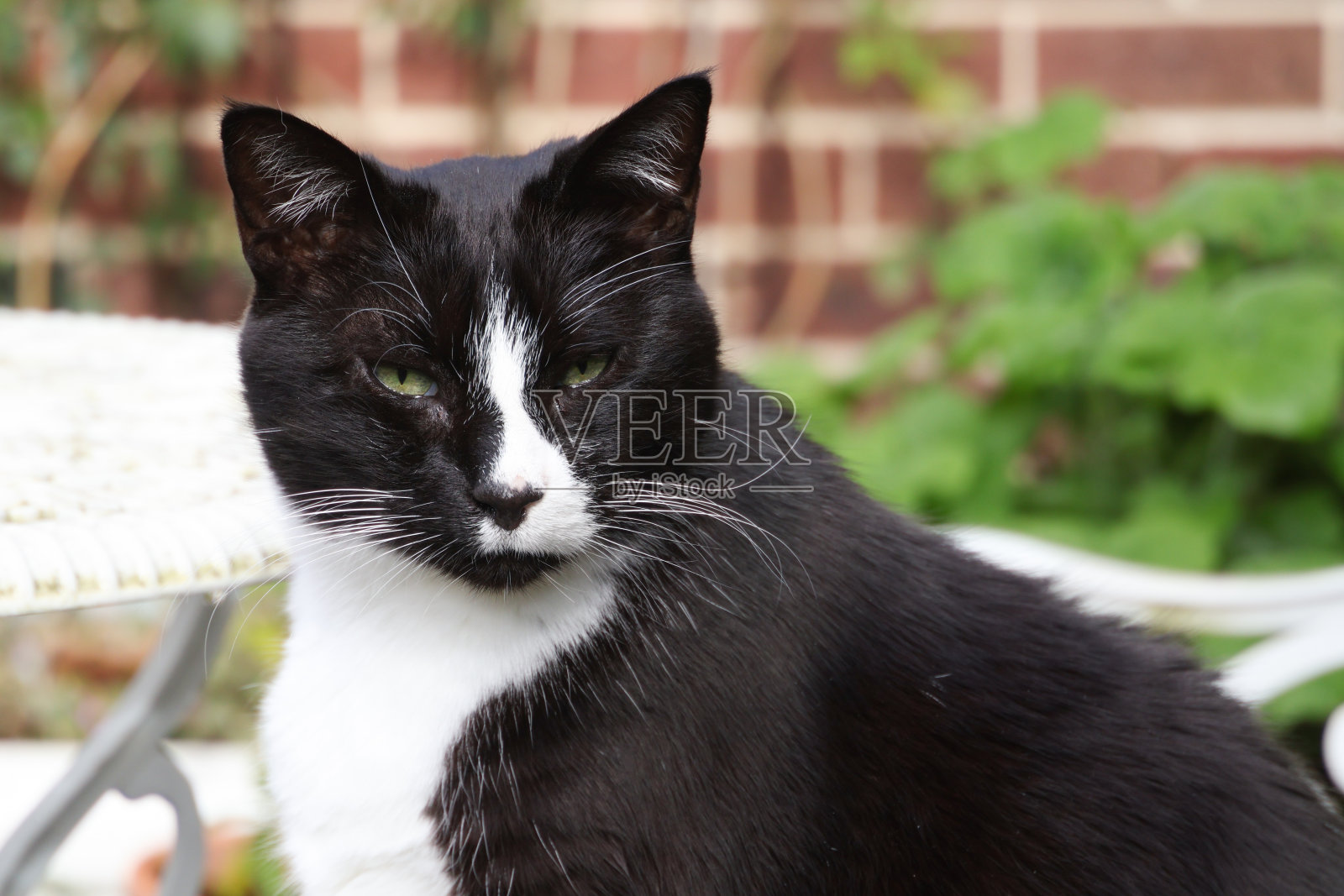 燕尾服的猫照片摄影图片