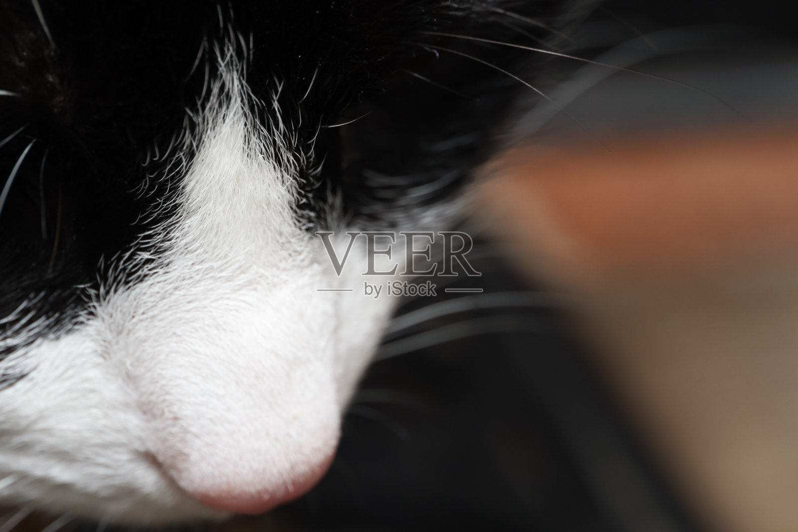 燕尾服的猫照片摄影图片