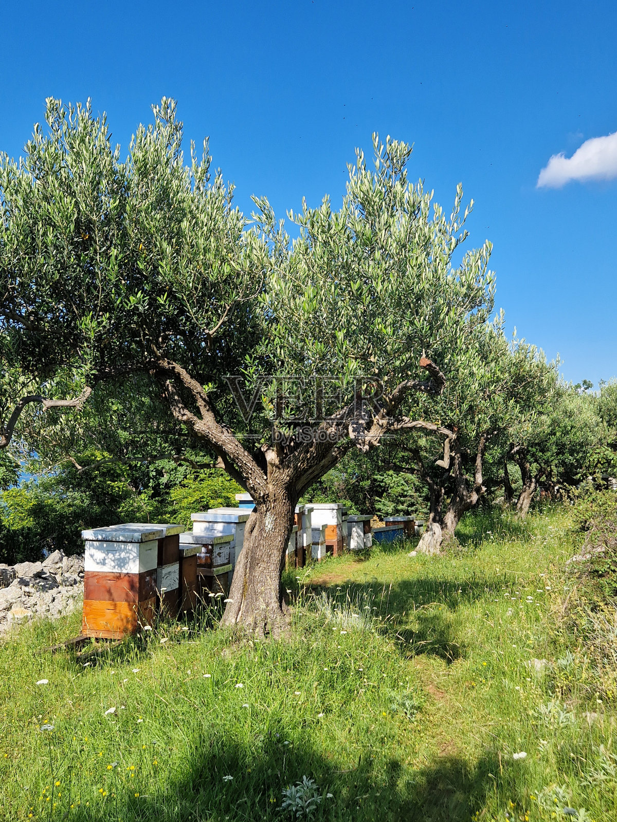 橄榄种植园照片摄影图片