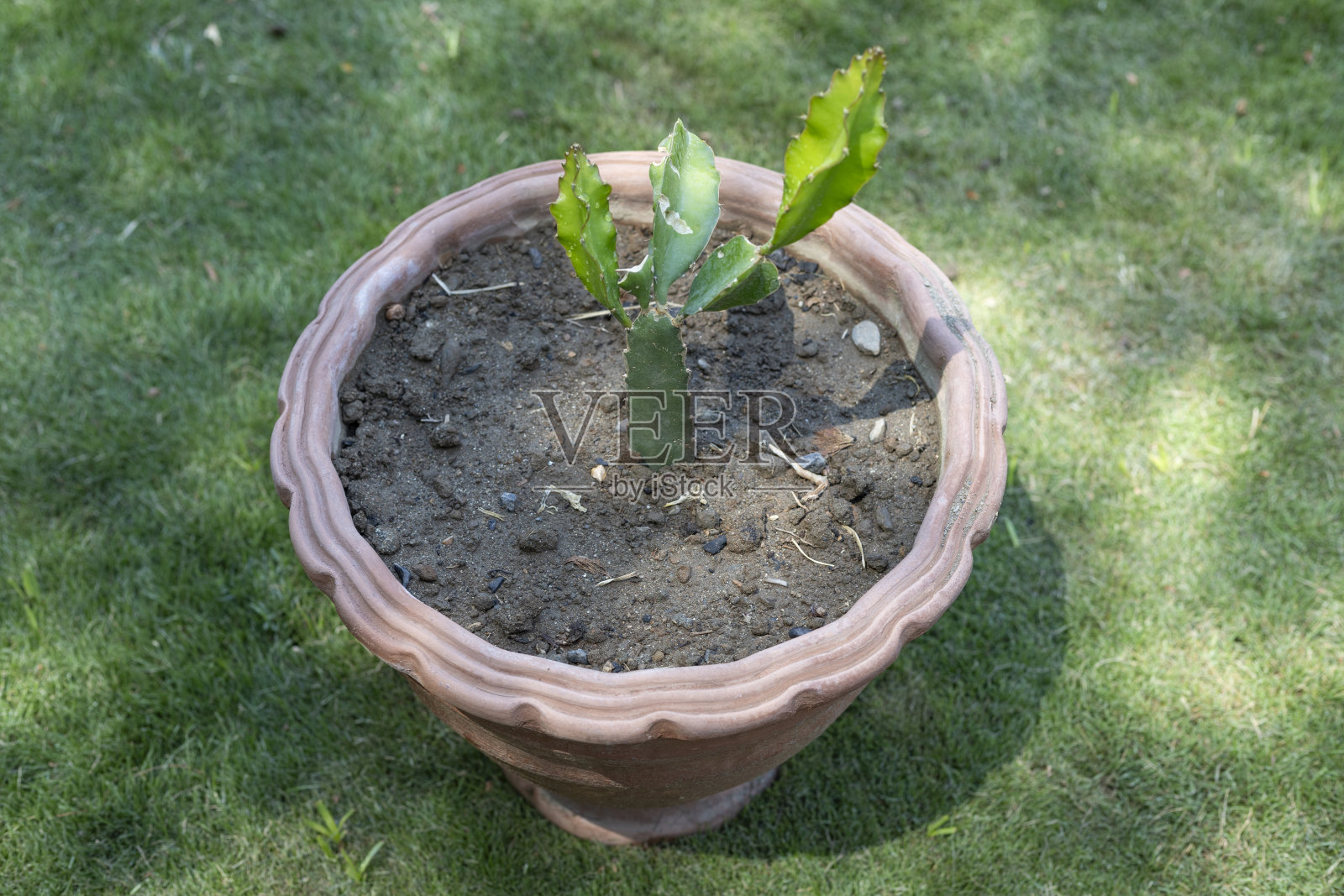 盆栽小火龙果照片摄影图片