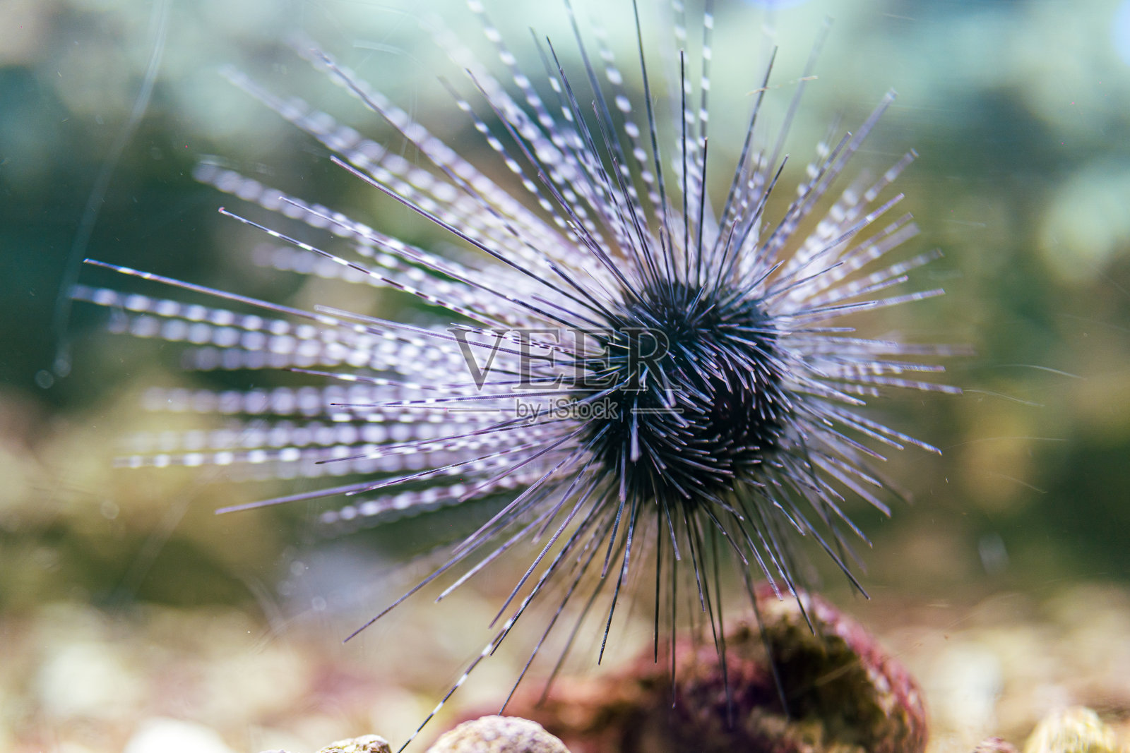 深海中的海胆和珊瑚照片摄影图片
